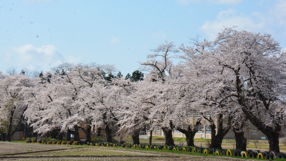 SAKURA